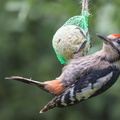 Junger Buntspecht