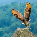 Bilder von der Adlerwarte in Berleck