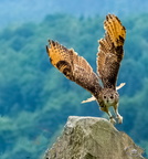 Bilder von der Adlerwarte in Berleck