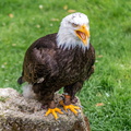 Bilder von der Adlerwarte in Berleck