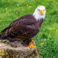 Bilder von der Adlerwarte in Berleck