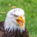 Bilder von der Adlerwarte in Berleck