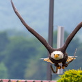 Bilder von der Adlerwarte in Berleck