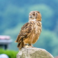 Ausflug Fotoforum 2017-9171 - Kopie