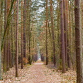 Der Weg