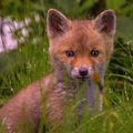 Junger Fuchs