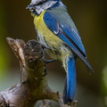 Blaumeise